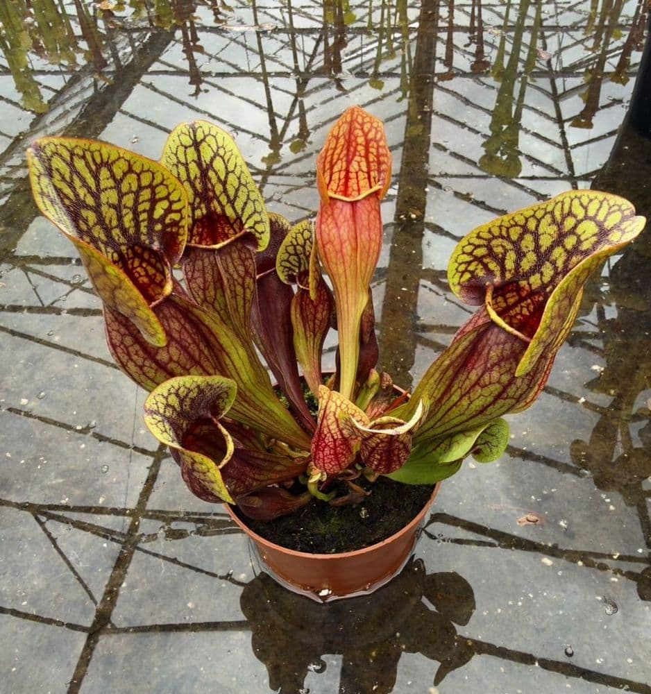 SH305 Sarracenia cv Hans
