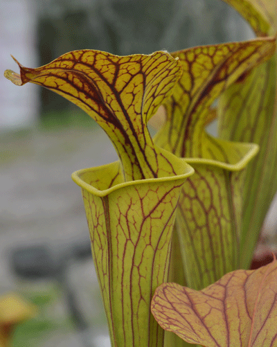 SH309 Sarracenia xpopei x Sarracenia flava slacks maxima