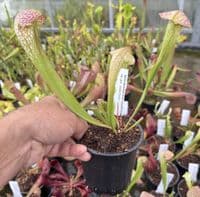 SH310 Sarracenia minor x S. psittacina
