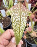 SH310 Sarracenia minor x S. psittacina