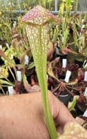 SH310 Sarracenia minor x S. psittacina