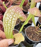 SH310 Sarracenia minor x S. psittacina