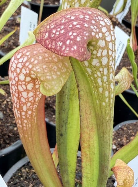 SH310 Sarracenia minor x S. psittacina