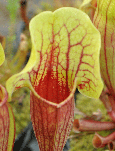 Sarracenia CV Vogel | North American Pitcher Plant