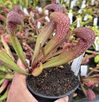 SH732A Sarracenia x formosa