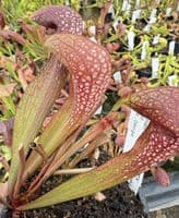 SH732A Sarracenia x formosa
