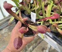 SH732A Sarracenia x formosa