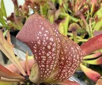 SH732A Sarracenia x formosa