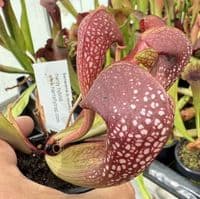 SH732A Sarracenia x formosa