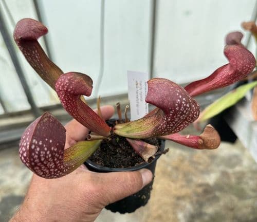 SH732A Sarracenia x formosa