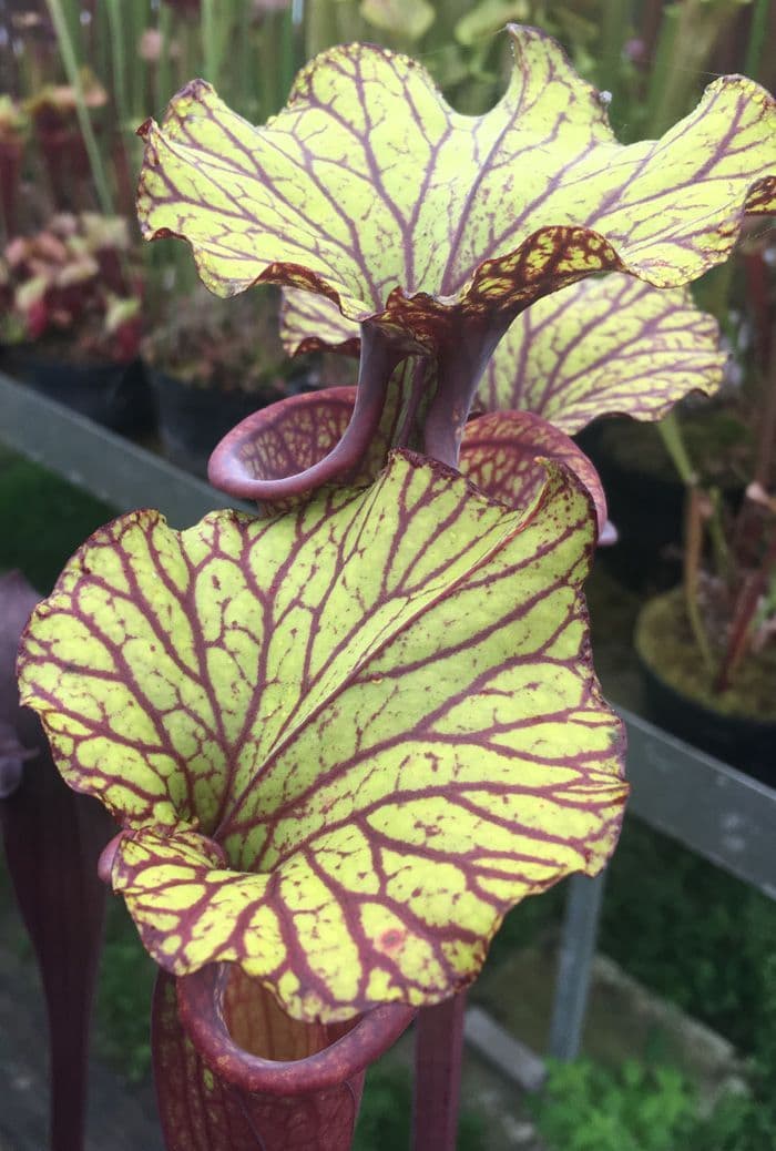 SH76 S x moorei Apalachacola North Fl