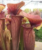 SH777 Sarracenia cv Barry Soper LIMITED AVAILABILITY