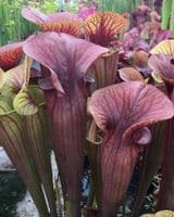 SH777 Sarracenia cv Barry Soper LIMITED AVAILABILITY