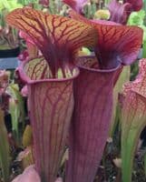 SH777 Sarracenia cv Barry Soper LIMITED AVAILABILITY