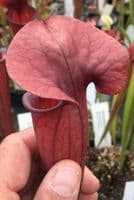 SH777 Sarracenia cv Barry Soper LIMITED AVAILABILITY