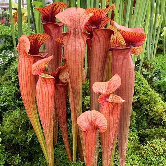 SH777 Sarracenia cv Barry Soper LIMITED AVAILABILITY