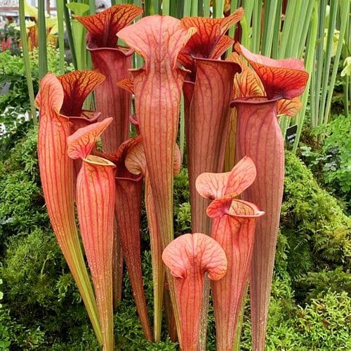 SH777 Sarracenia cv Barry Soper LIMITED AVAILABILITY