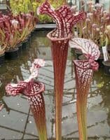 SH888 Sarracenia CV Snowfire