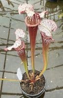 SH888 Sarracenia CV Snowfire