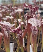 SH888 Sarracenia CV Snowfire