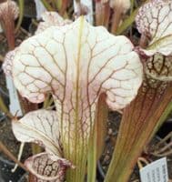 SH888 Sarracenia CV Snowfire