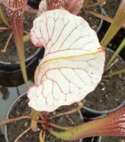 SH888 Sarracenia CV Snowfire
