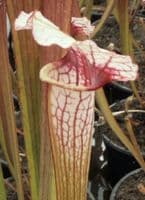 SH888 Sarracenia CV Snowfire