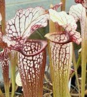 SH888 Sarracenia CV Snowfire