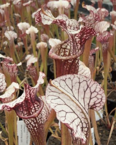 SH888 Sarracenia CV Snowfire