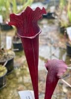 SH900 S.x moorei red x S.x mitch all red