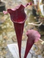 SH900 S.x moorei red x S.x mitch all red