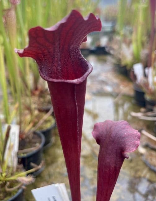 SH900 S.x moorei red x S.x mitch all red