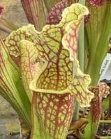 SH910 Sarracenia cv MR Frosty