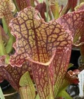 SH910 Sarracenia cv MR Frosty