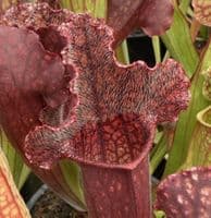 SH910 Sarracenia cv MR Frosty