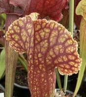 SH910 Sarracenia cv MR Frosty