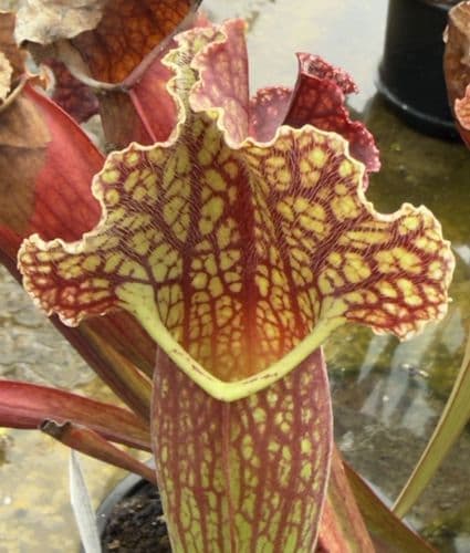 SH910 Sarracenia cv MR Frosty