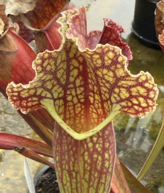 SH910 Sarracenia cv MR Frosty