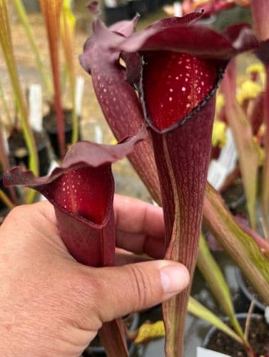 SHOC8 Sarracenia minor oke giant x Sarracenia x willisii)