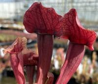 S.x Exornata all red form | North American Pitcher Plant