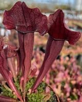 S.x Exornata all red form | North American Pitcher Plant