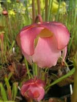 S.x Exornata all red form | North American Pitcher Plant