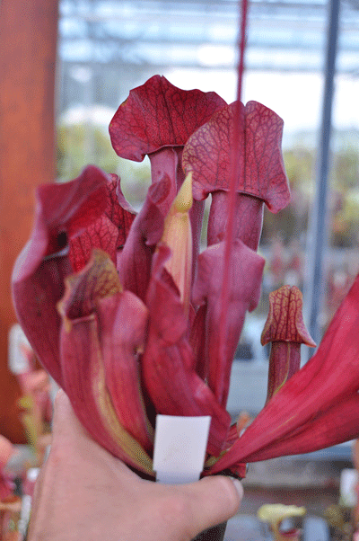 S.x Exornata all red form | North American Pitcher Plant