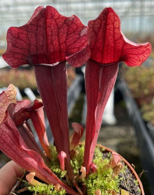 S.x Exornata all red form | North American Pitcher Plant