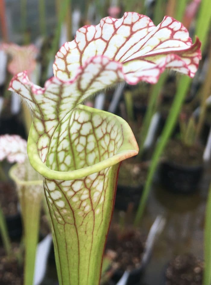 SL001 Sarracenia Leucophylla red/white Deer park Alabama