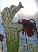 S.leucophylla white/red veins Milton N.Florida | North American Pitcher Plant