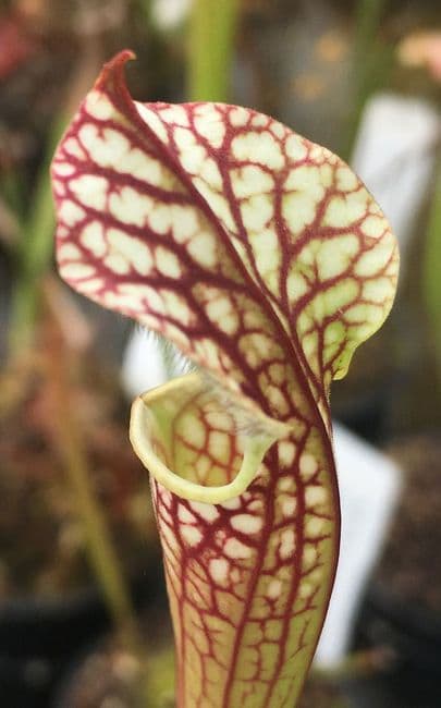 S.leucophylla white/red veins Milton N.Florida | North American Pitcher Plant