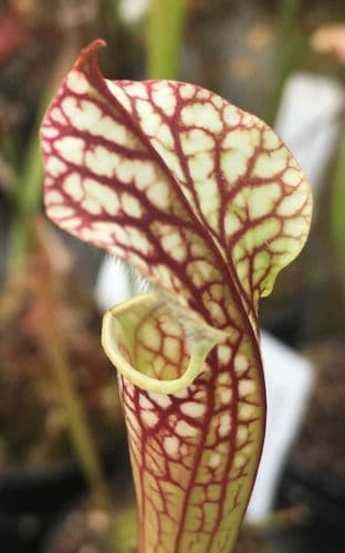 SL004 Sarracenia leucophylla white/red veins Milton N.Florida