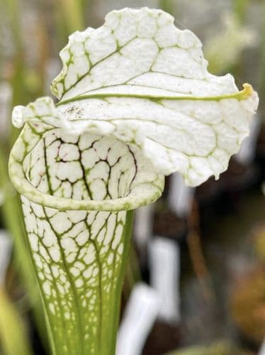 SL011 Sarracenia leucophylla