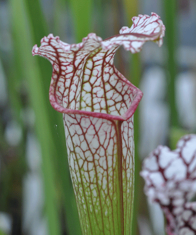 SL013 Sarracenia leucophylla Hosford N.Florida